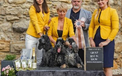 4.Vienna Spaniel Show