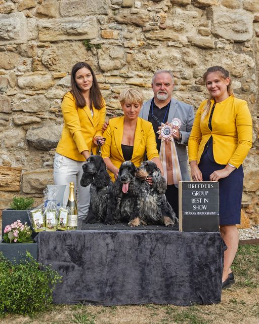 4.Vienna Spaniel Show