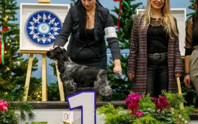 7.12.2024 CACIB Lublin